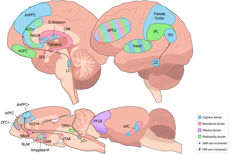 b.	Cross-sections of the human (top) and rodent (bottom) brain are depicted. Brain regions that play a significant role in the four types of decision-making are depicted using four different colors. Finally, it is indicated whether these brain regions are influenced by physical and/or hormonal stress.